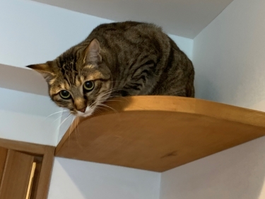 猫が乗れる棚板