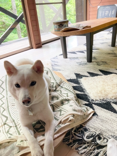 ローテーブル・犬用ベッド枠